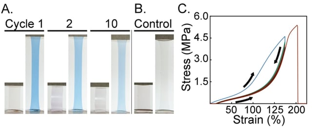 Strain Reactive Polymer Hysteresis